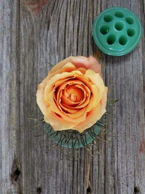 CHERRY BRANDY  BICOLOR ORANGE/PINK ROSES